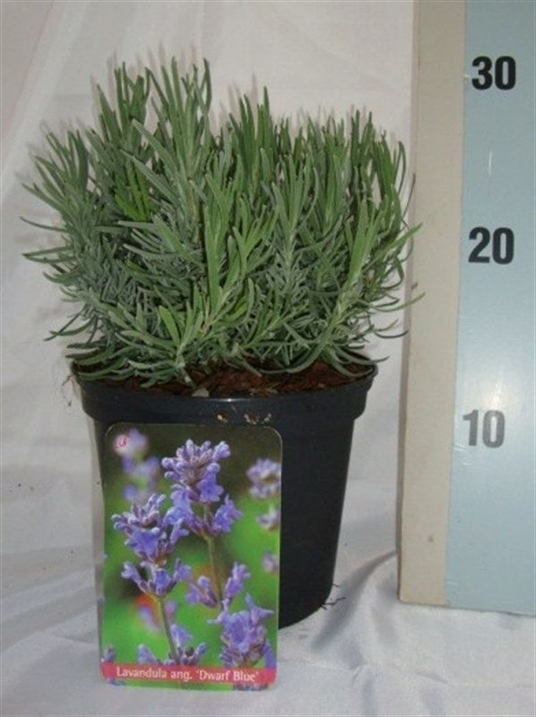 Roessel Tuinpl. VOF, B. v. Lavandula ang. Dwarf Blue Pack of 1