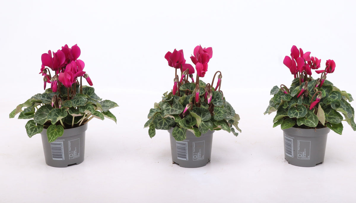 Cyclamen Verano Mix 15cm 9cm Pot