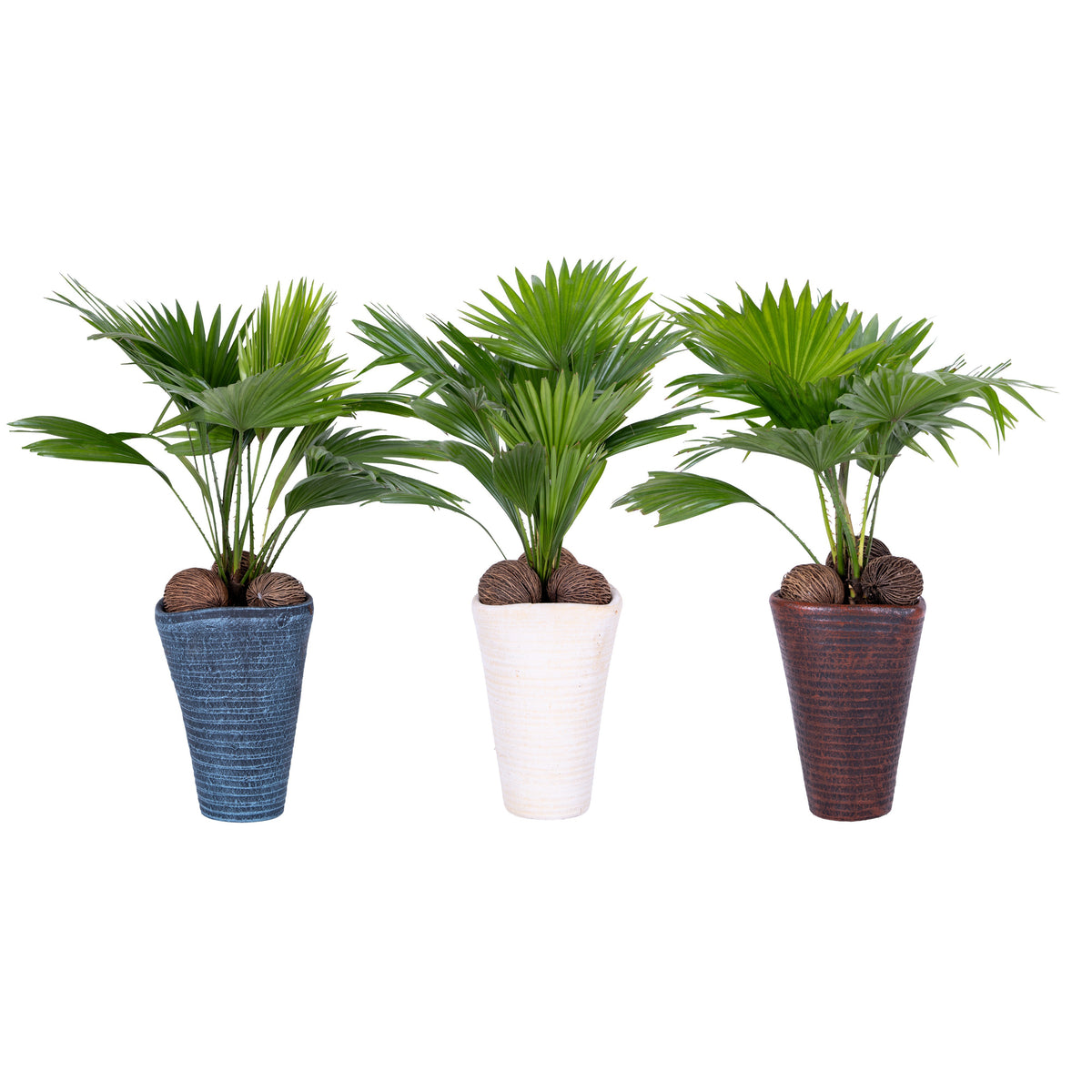 Livistona rotundifolia 45cm 16cm Pot