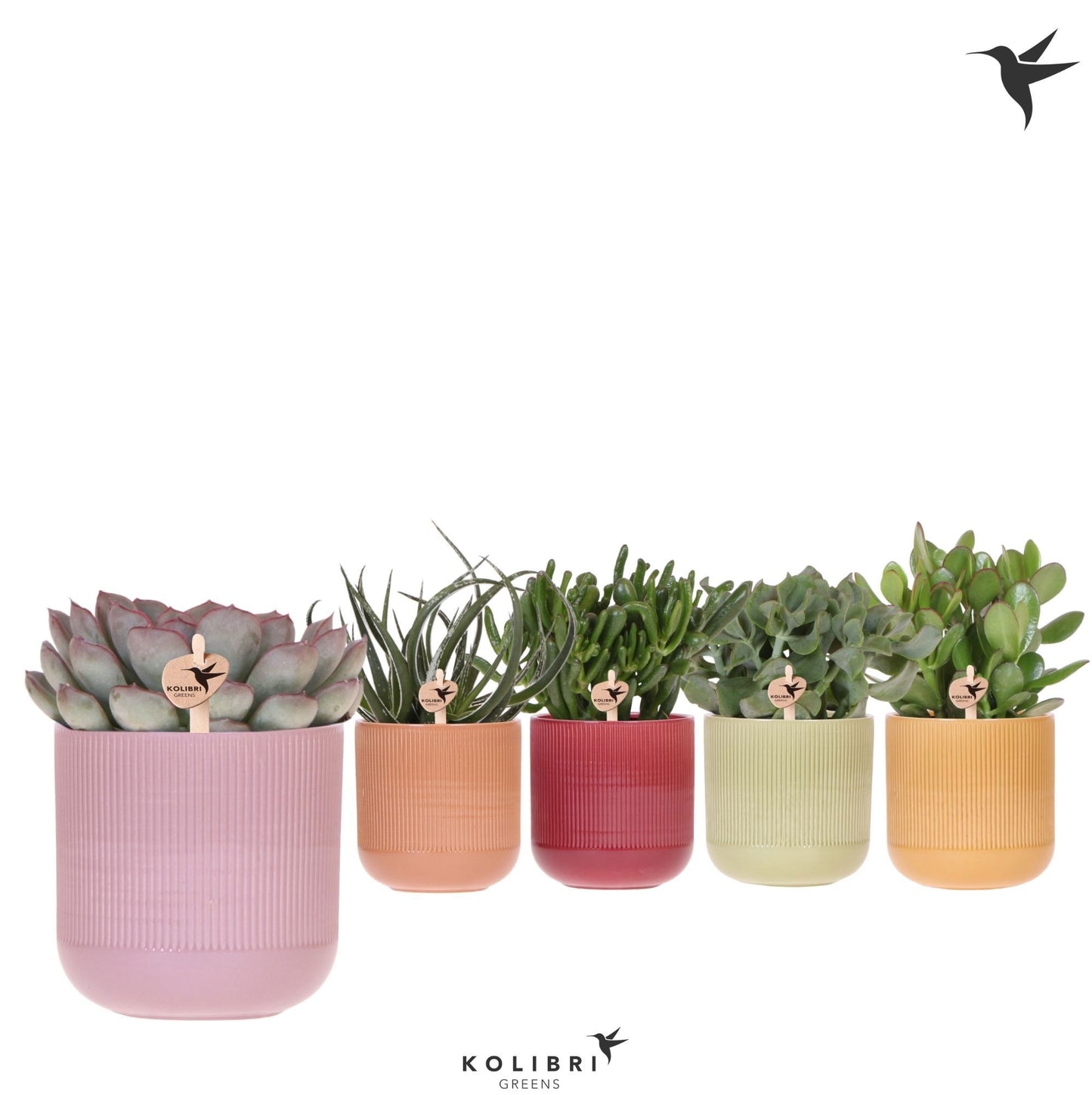 Kolibri Greens Succulents mix 26cm 12cm Pot
