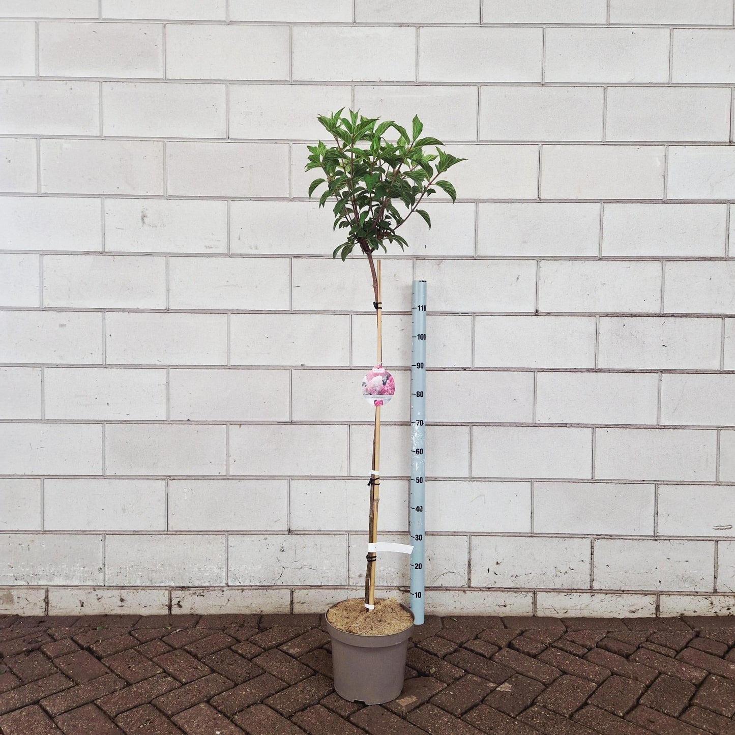 Hydrangea pan. Vanille-Frais 100cm 26cm Pot
