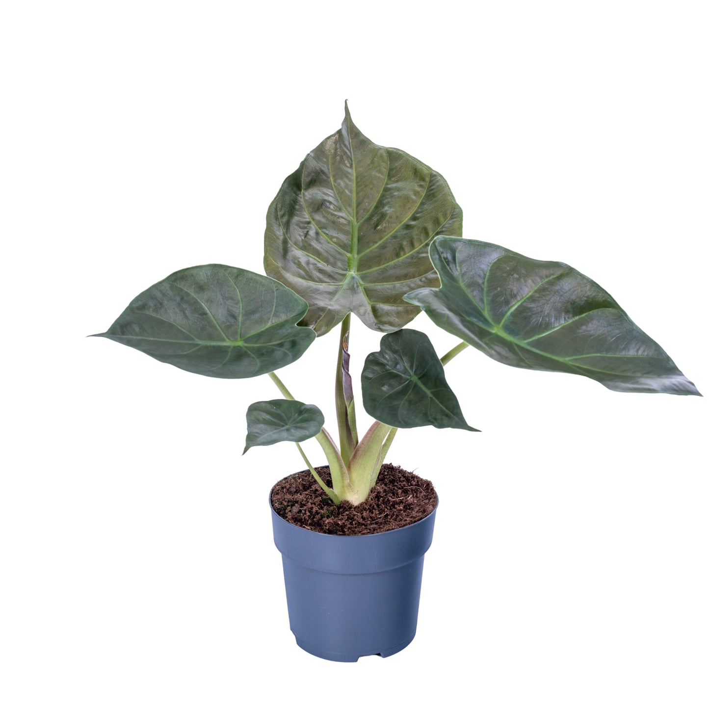 Alocasia wentii 65cm 17cm Pot