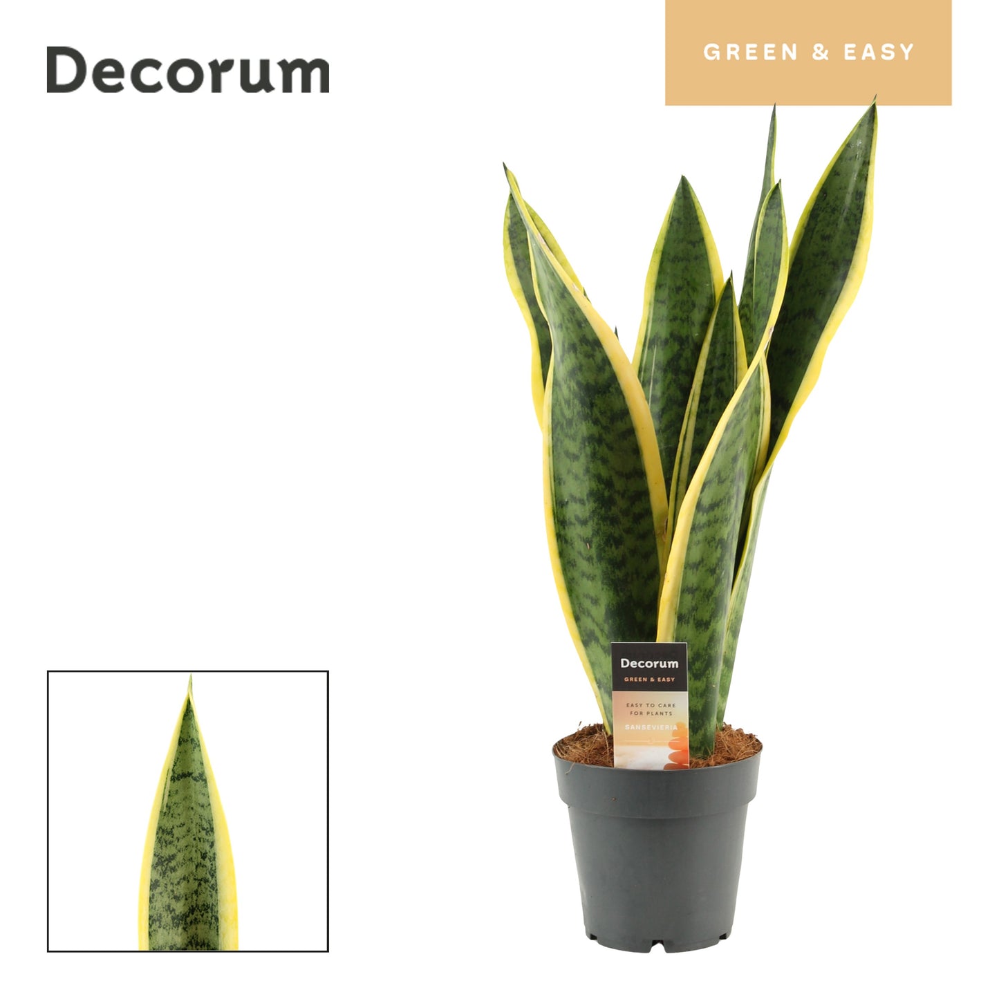 Sansevieria Laurentii 57cm 14cm Pot