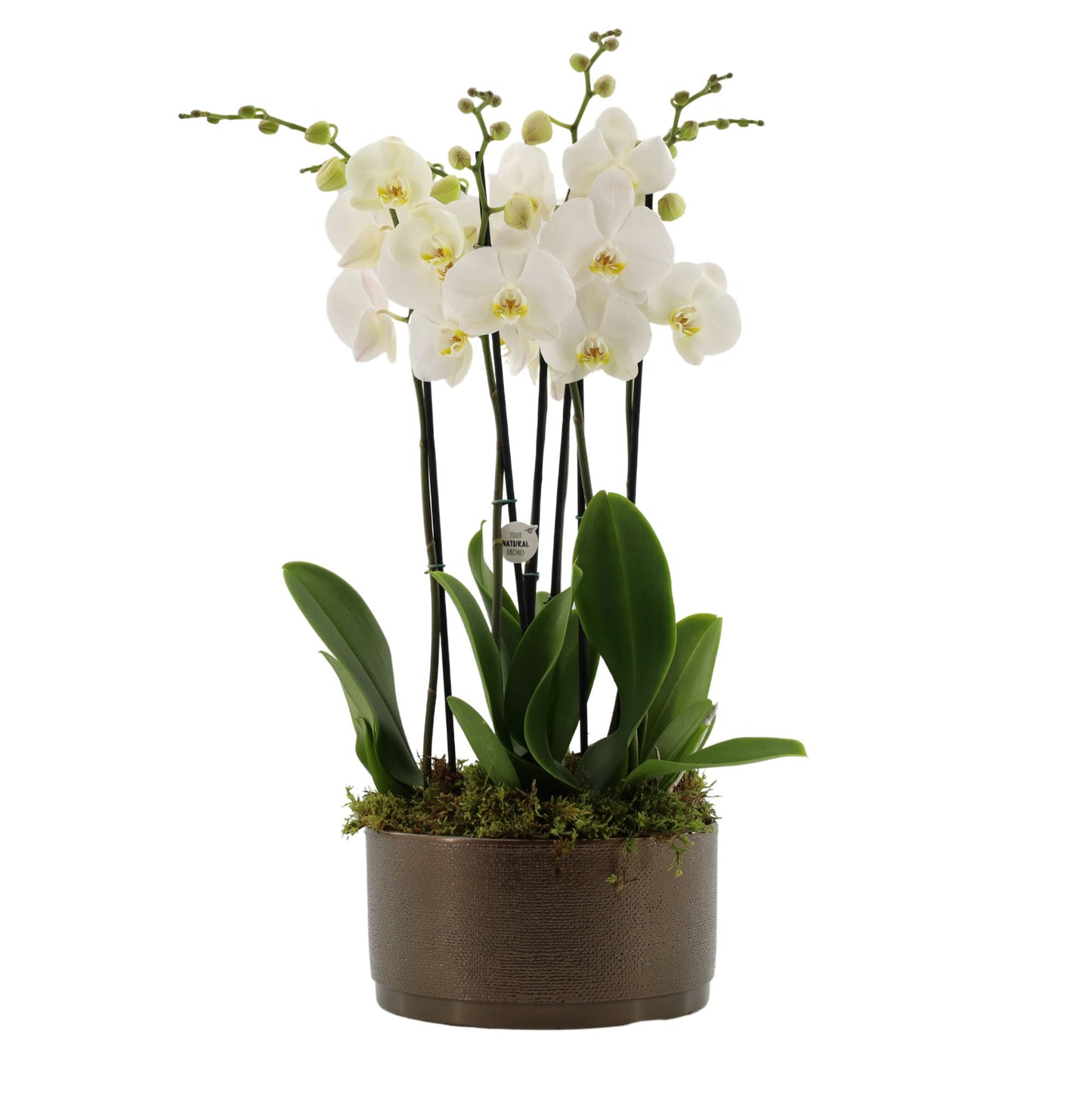 Phalaenopsis white 60cm 27cm Pot