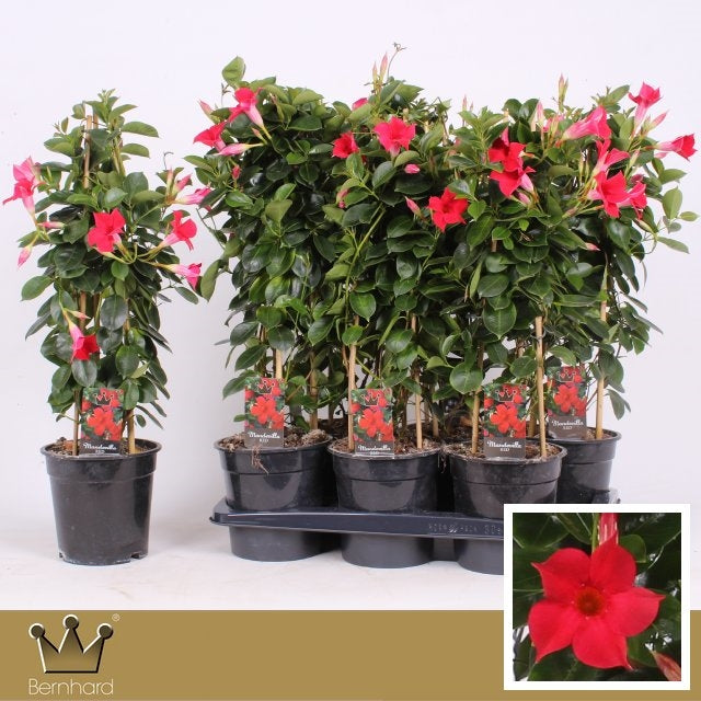 Mandevilla Red 60cm 17cm Pot