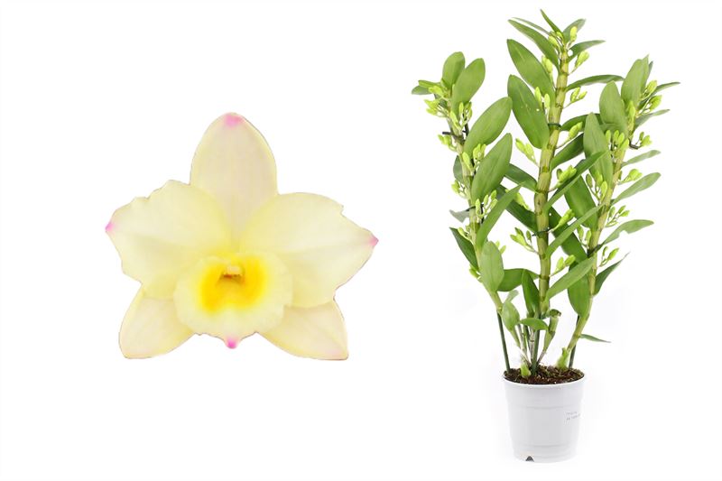 Dendrobium nob. yellow 50cm 12cm Pot