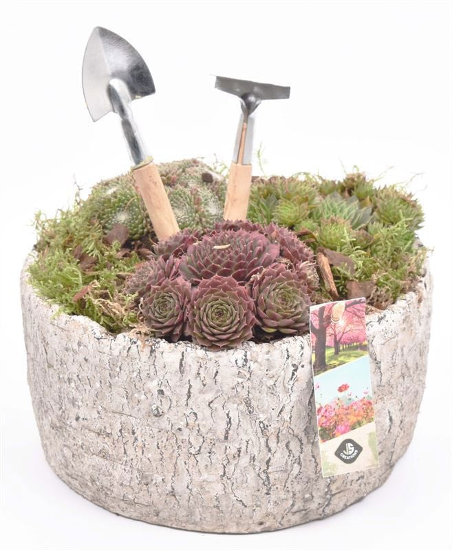 arr. Sempervivum 22cm Pot