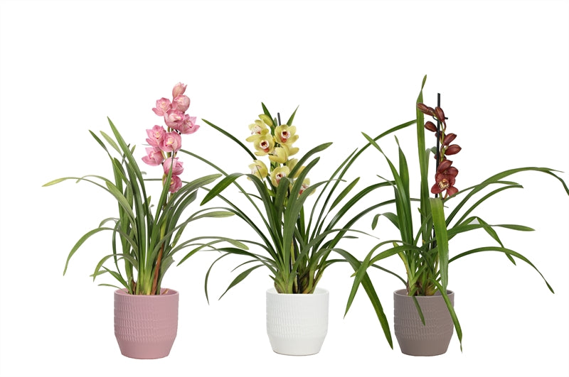 Cymbidium mix 50cm 12cm Pot