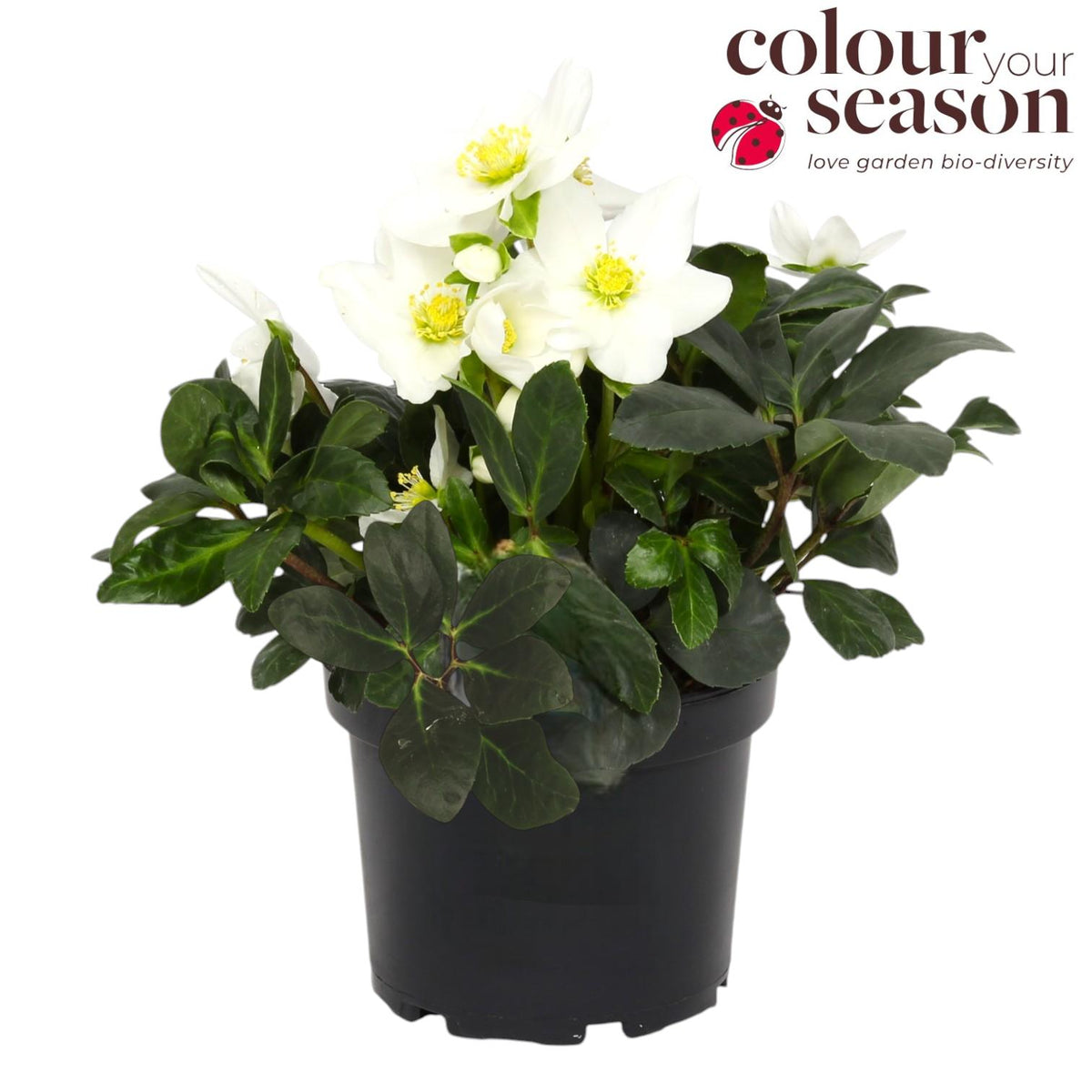 Helleborus niger 30cm 15cm Pot