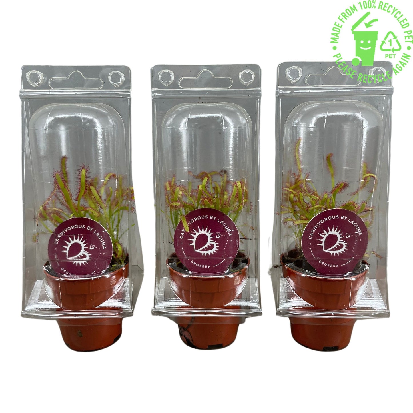 Drosera mix 18cm 505cm Pot