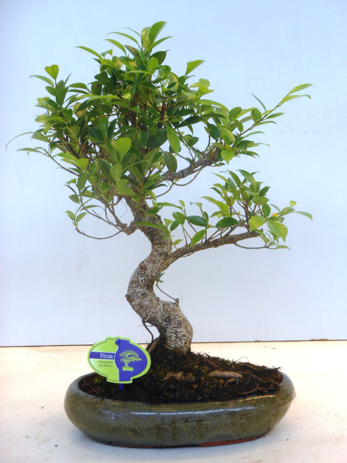 Bonsai Mix 45cm 29cm Pot