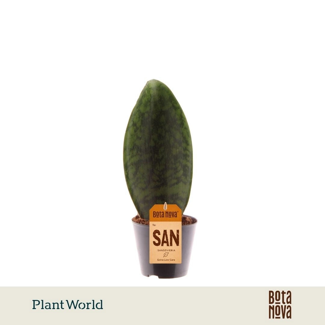 Sansevieria 25cm 8.5cm Pot