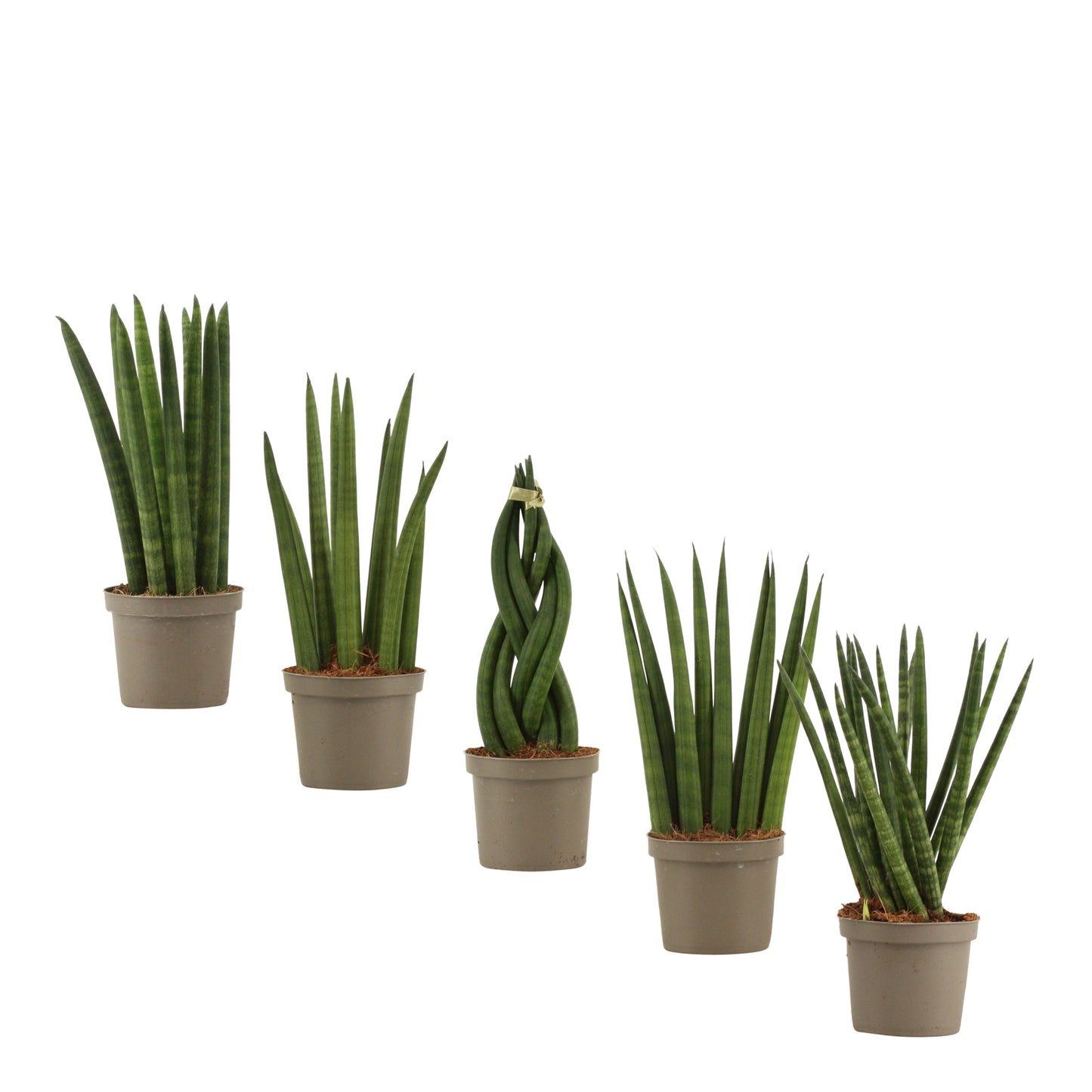 Sansevieria cylindrica 25cm 9cm Pot