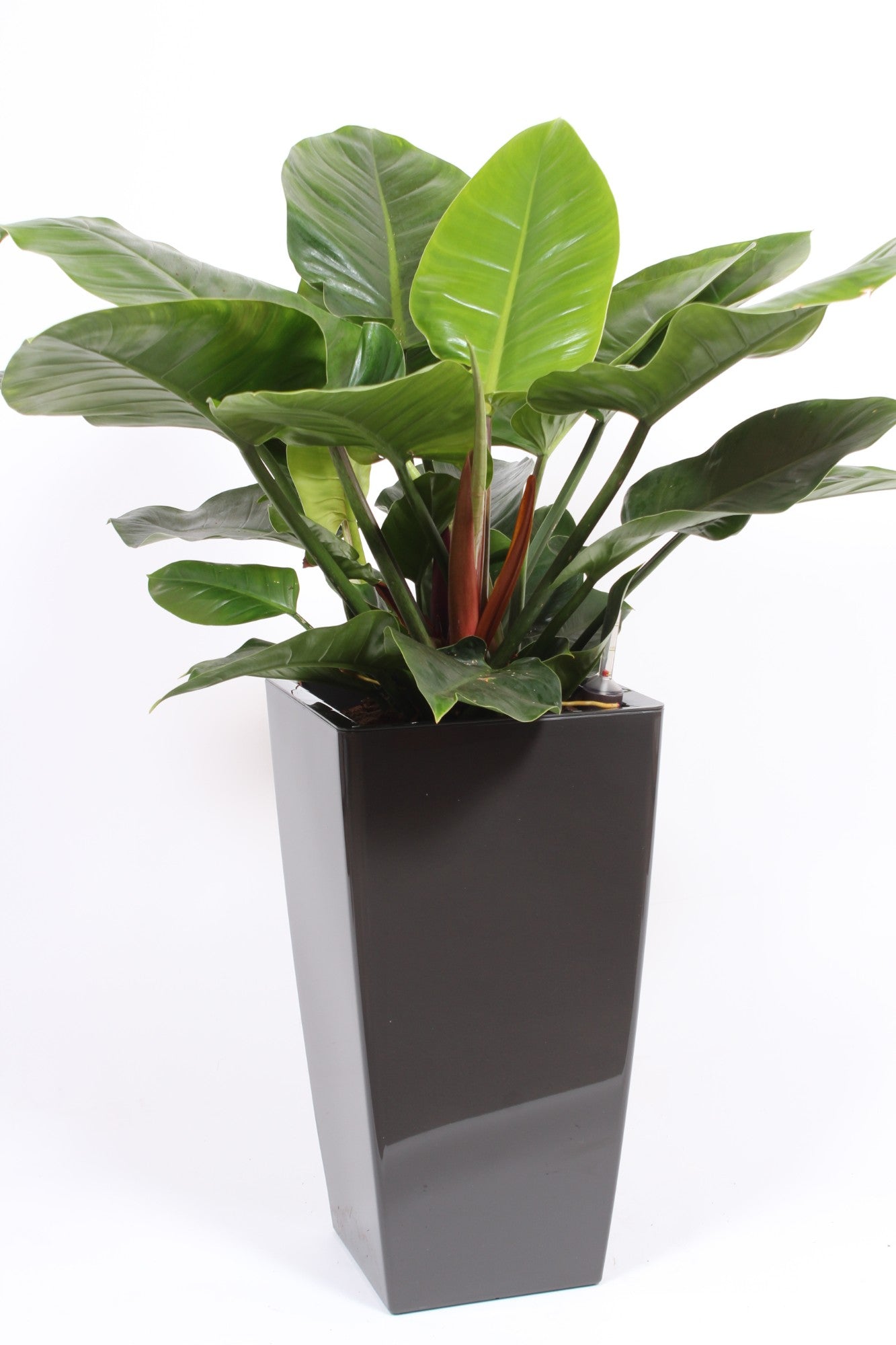 Philodendron Imperial Green 110cm 33cm Pot