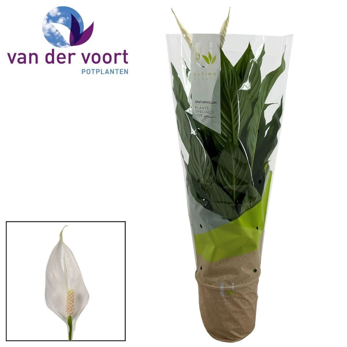 Spathiphyllum Vivaldi 85cm 17cm Pot