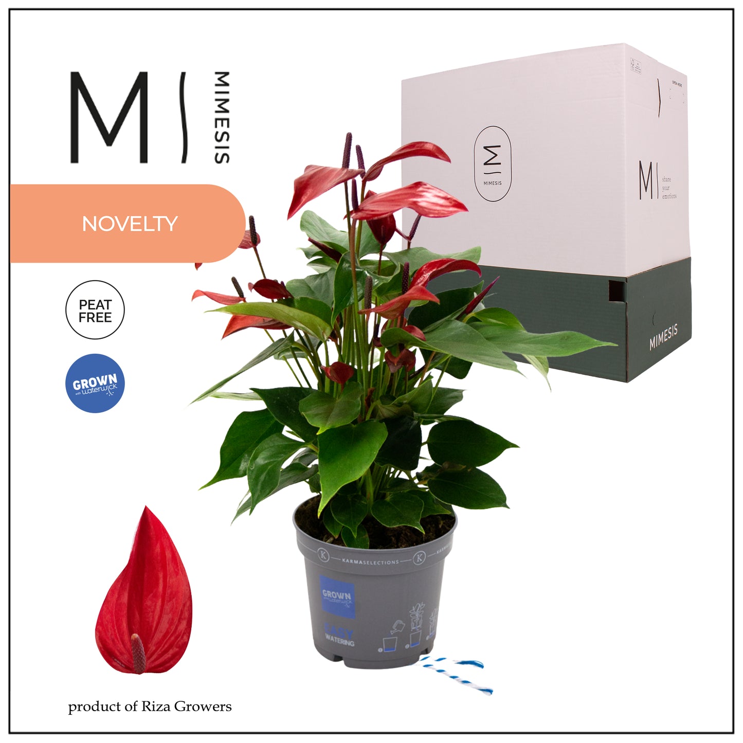 Anthurium Banderola Lava 44cm 12cm Pot