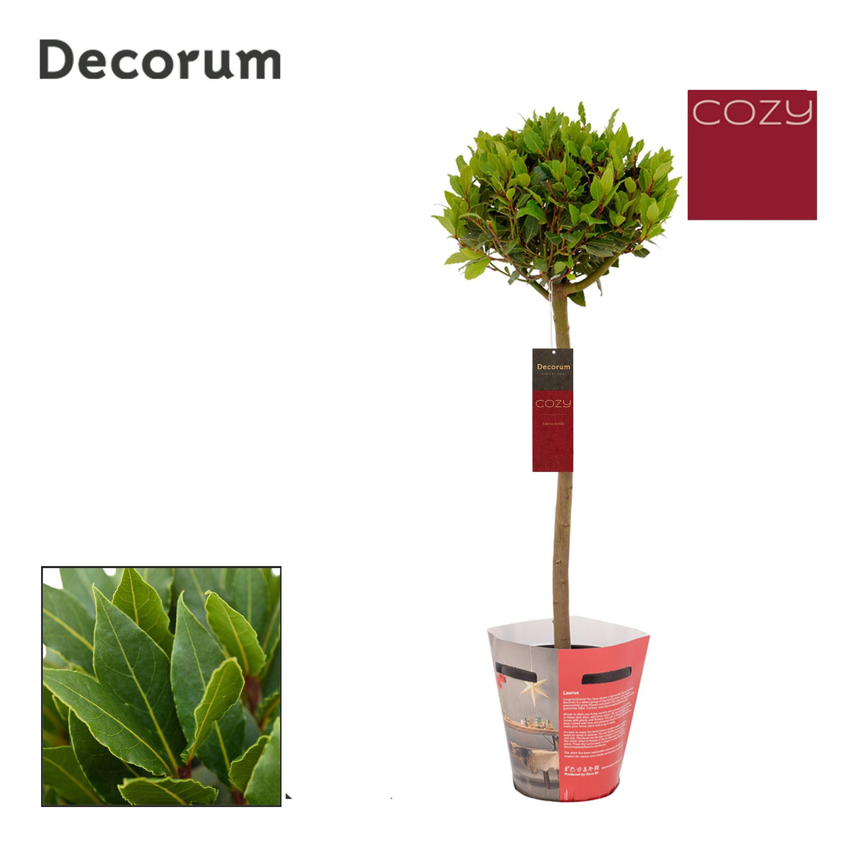 Laurus nobilis 90cm 20cm Pot