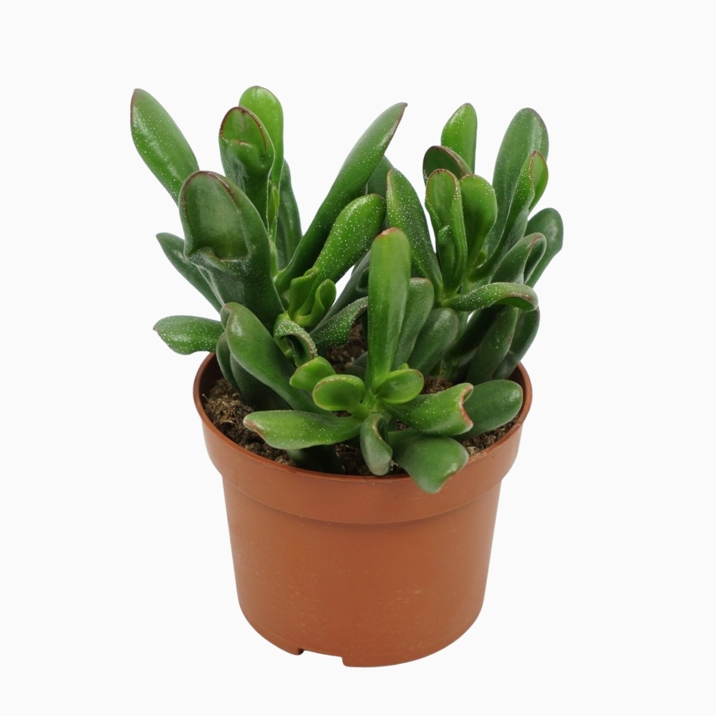 Crassula Horn Tree 20cm 10.5cm Pot