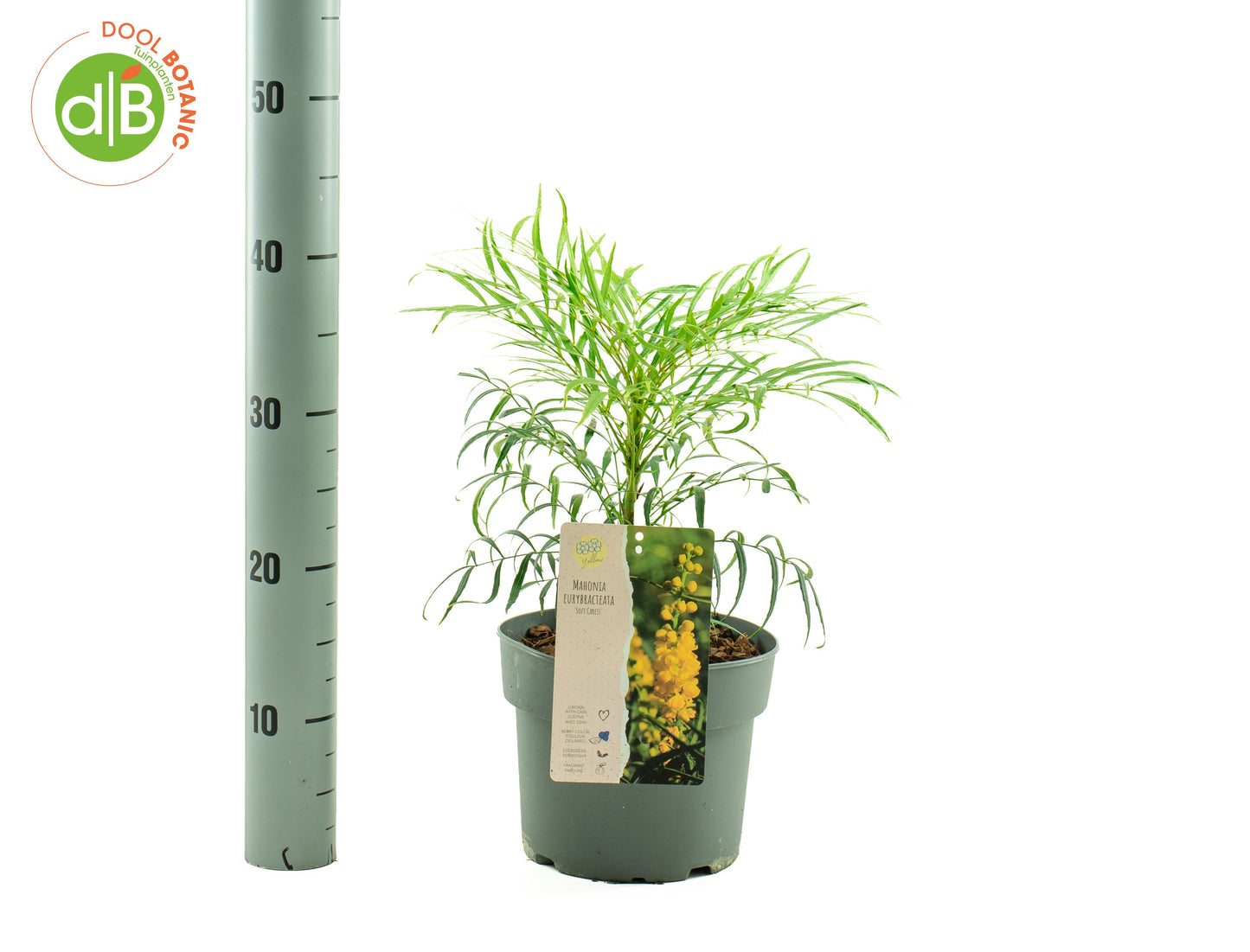 Mahonia 25cm 19cm Pot