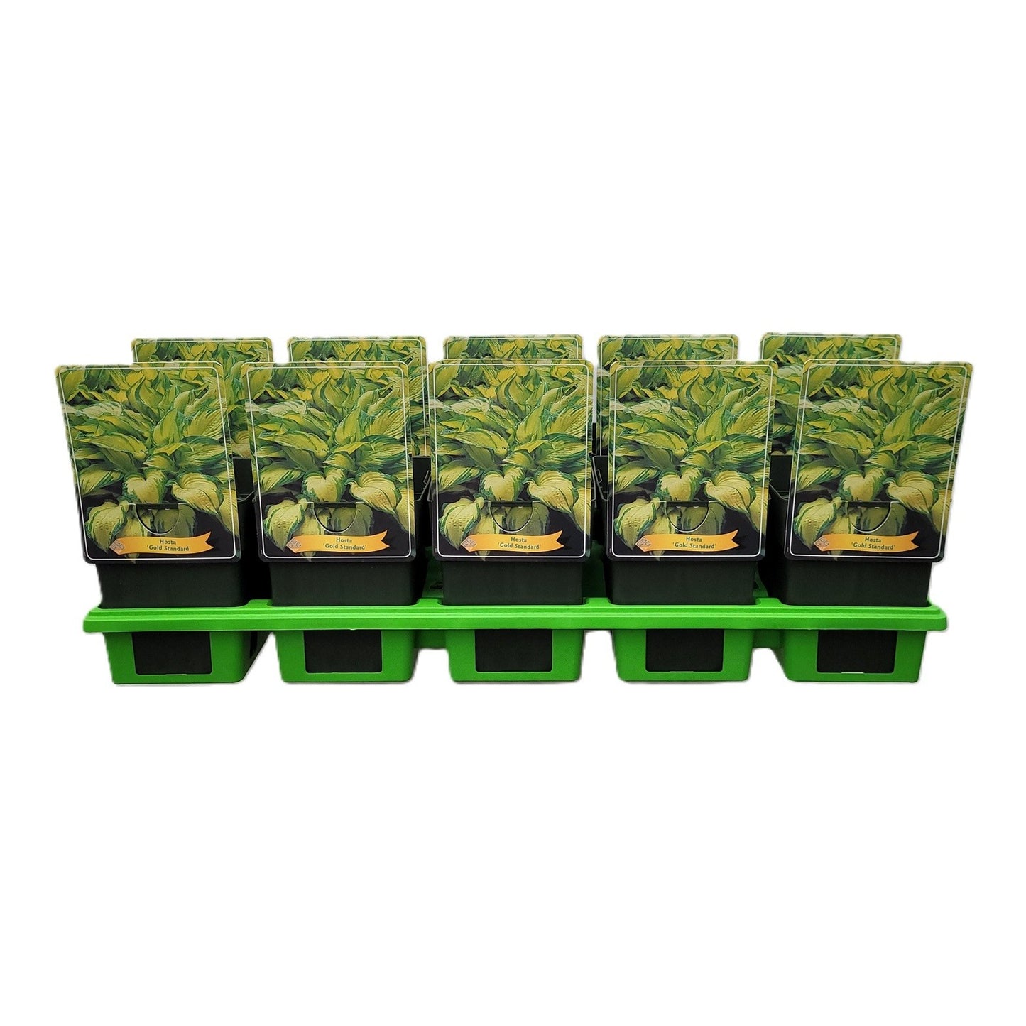 Hosta for. Gold Standard 25cm 11cm Pot