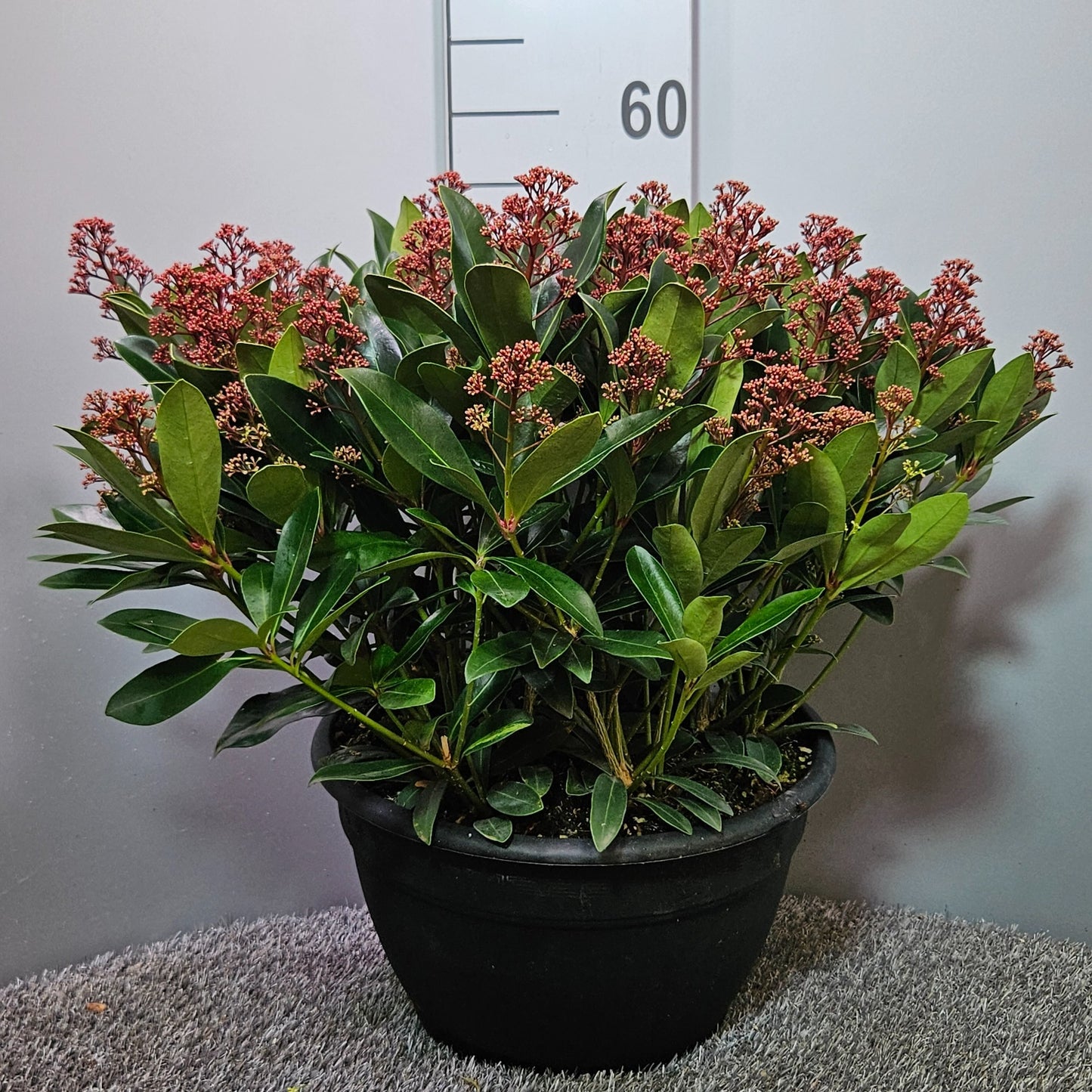 Skimmia japonica Rubella 55cm 32cm Pot