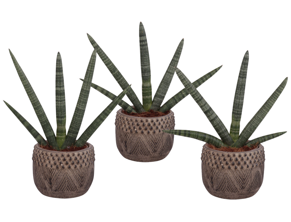 Sansevieria cyl. Handshake 45cm 16cm Pot