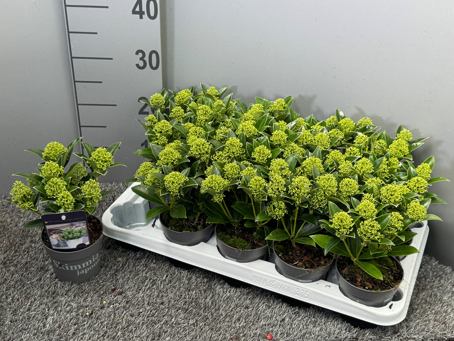 Skimmia japonica White Dwarf 25cm 510cm Pot