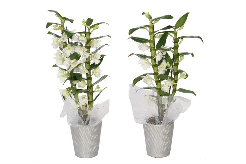 Dendrobium Apollon 50cm 12cm Pot