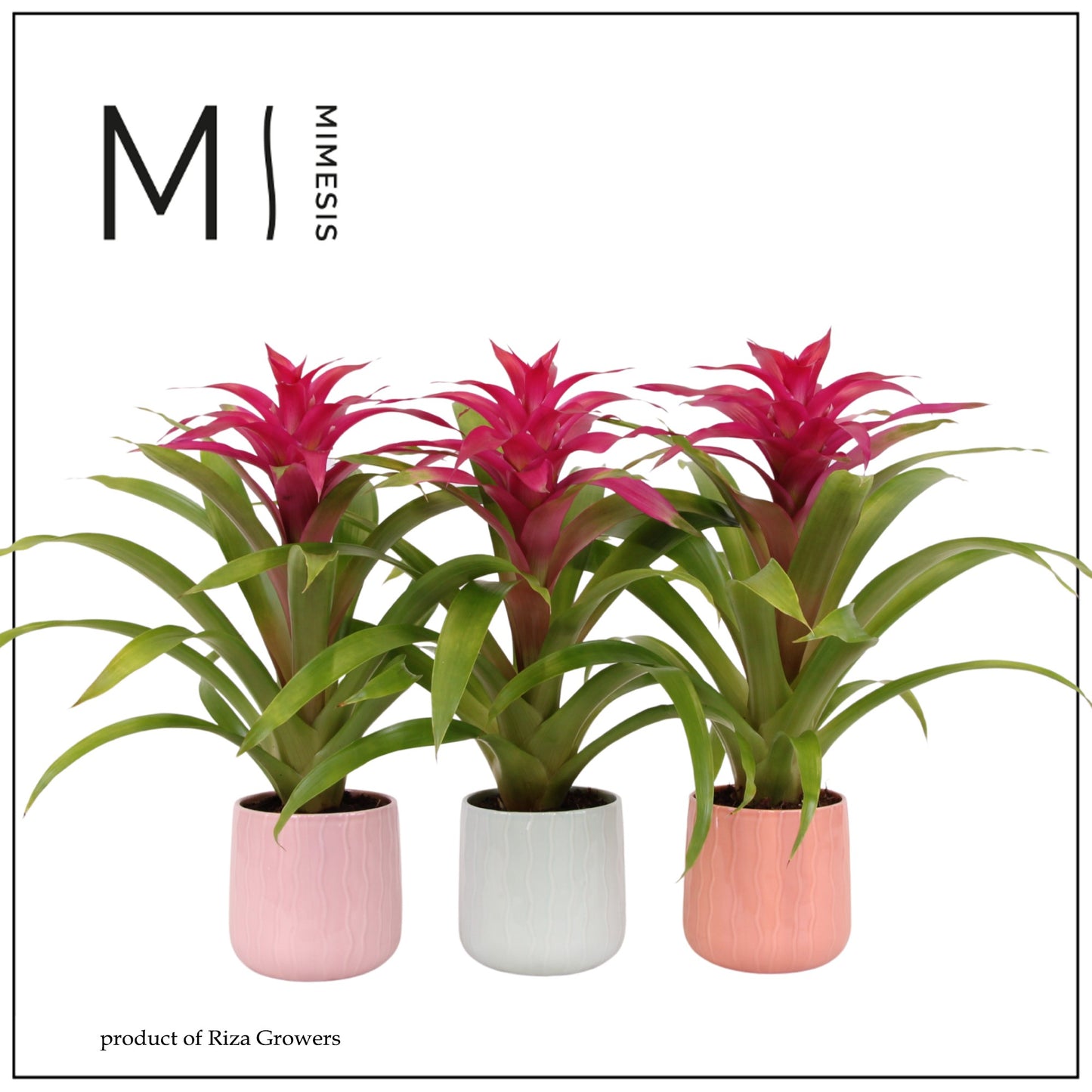 Guzmania Deseo Pink 47cm 12cm Pot
