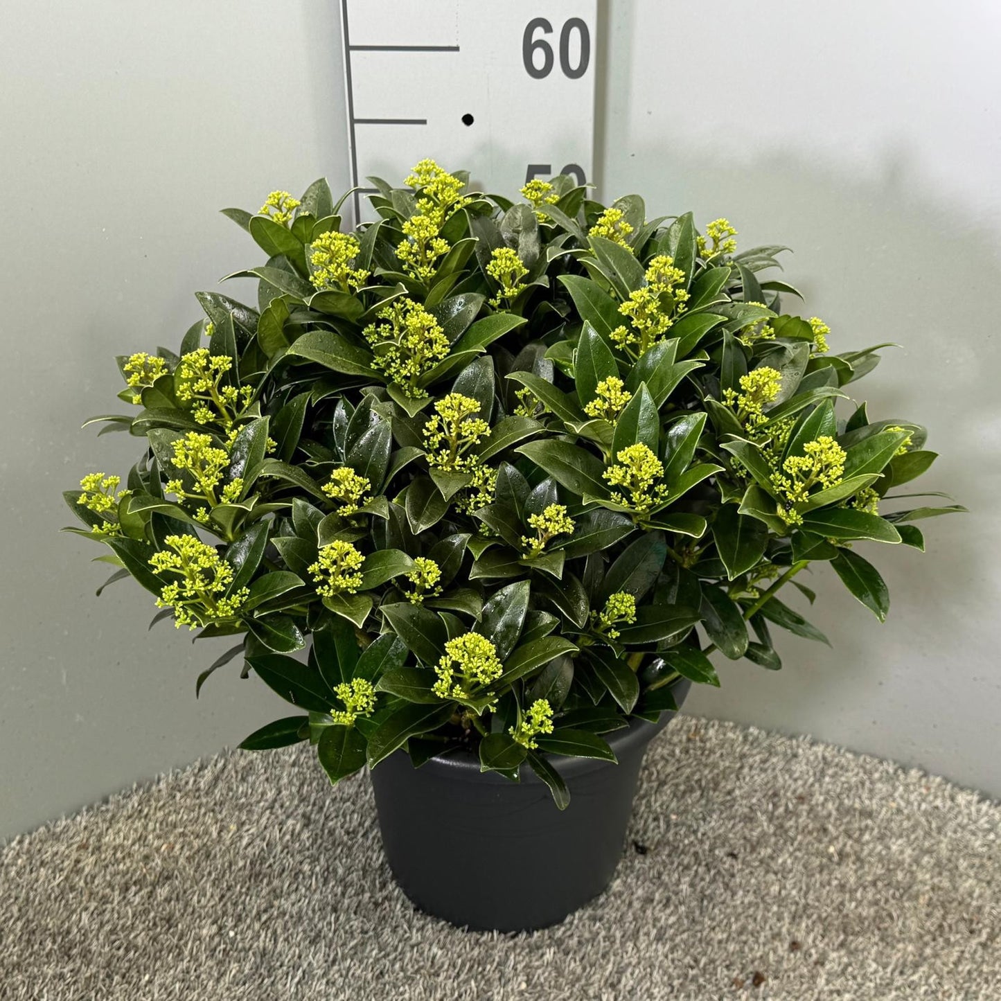 Skimmia japonica White Globe 55cm 31cm Pot