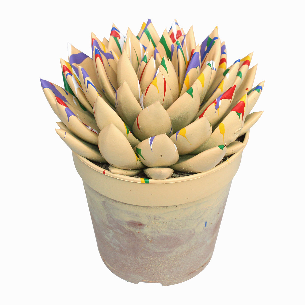 Miranda coloured Splash pastel orange 15cm 12cm Pot