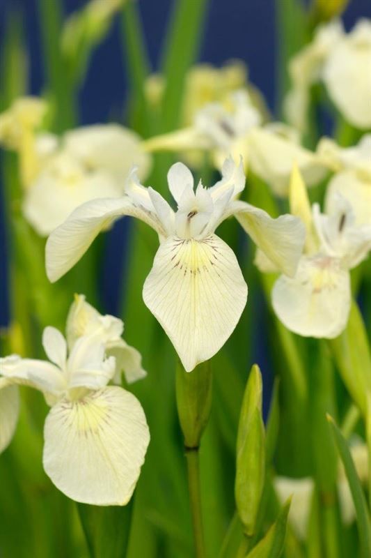 Waterplkw R. Moerings Iris pseudacorus Pack of 3