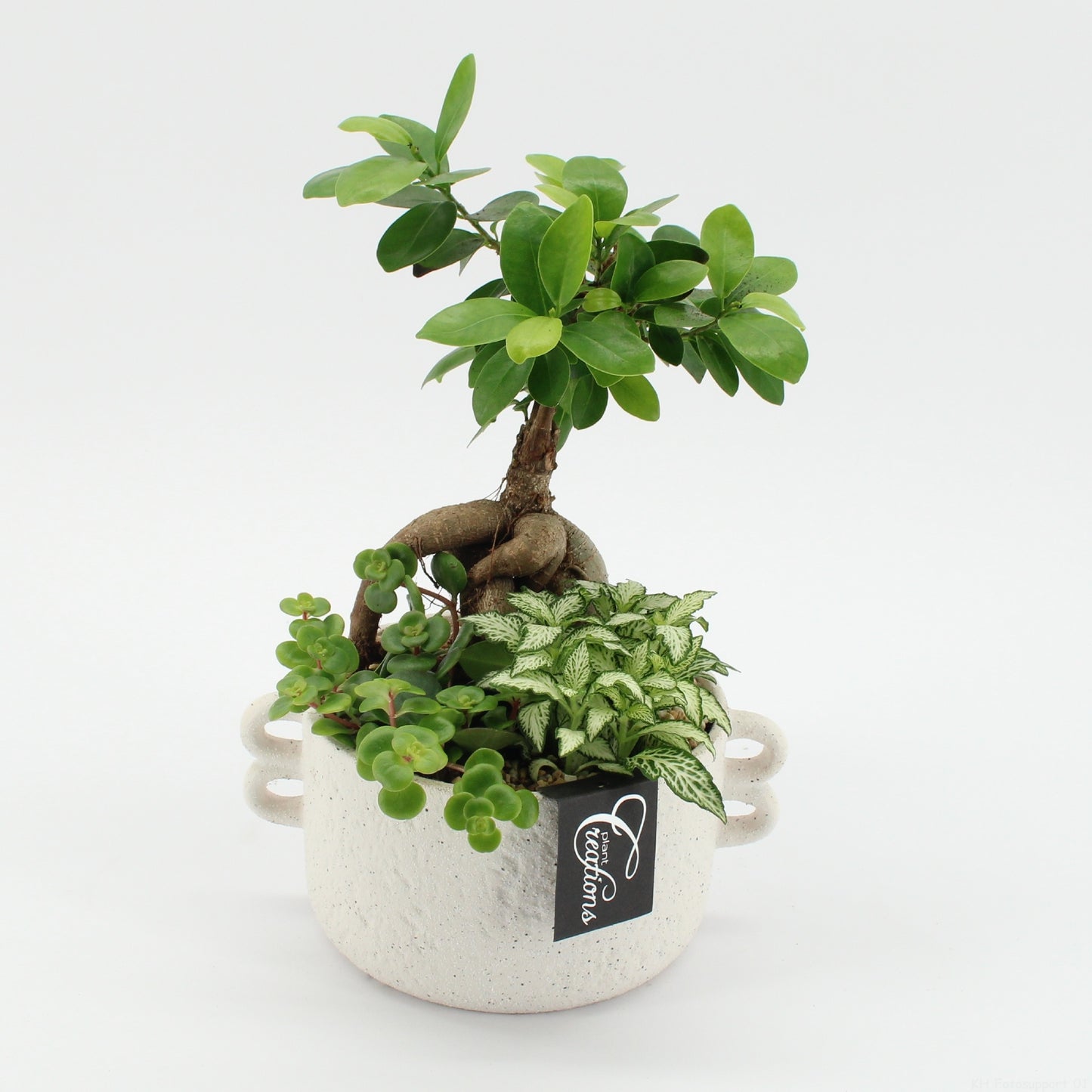 Indoor green arrangement 30cm 20cm Pot