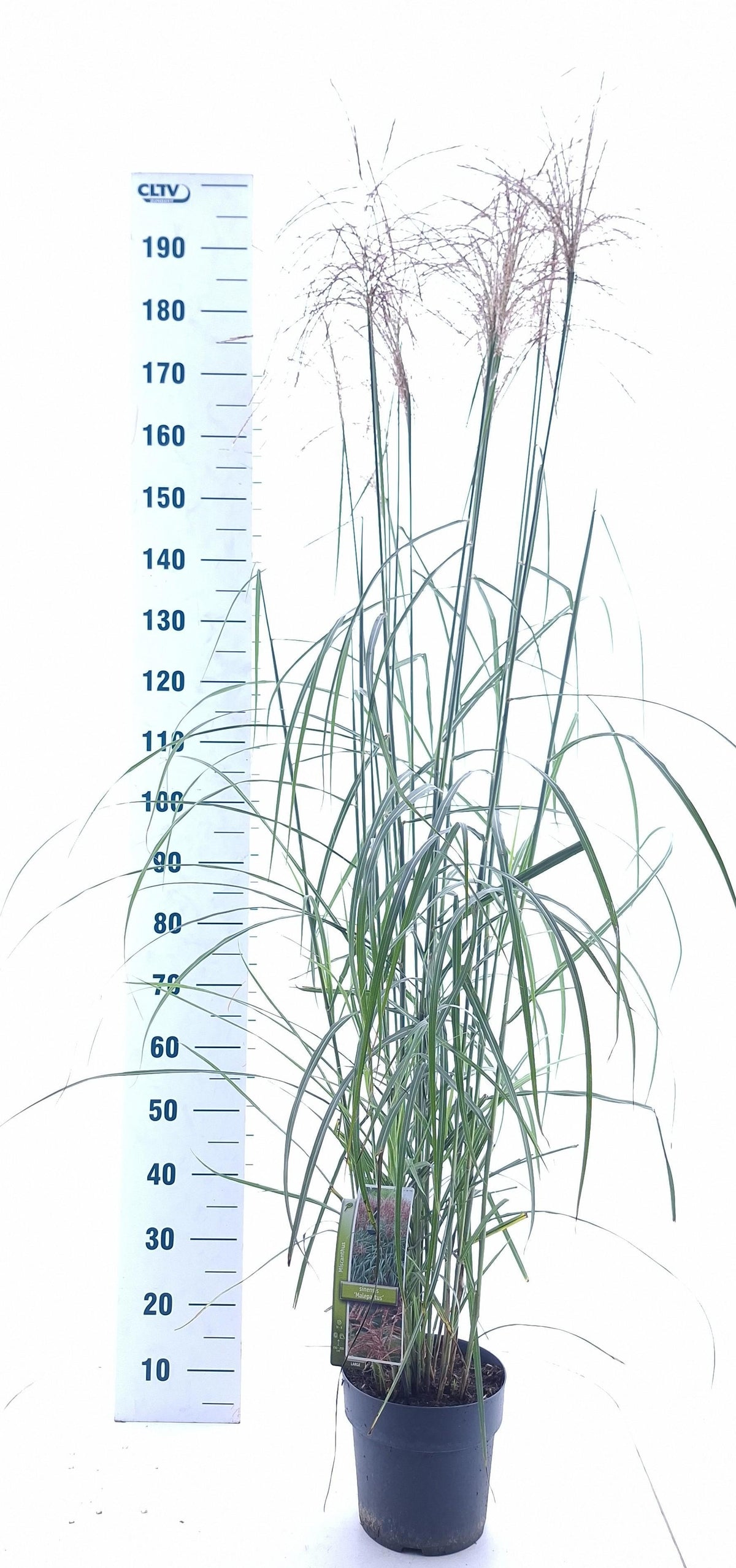 Miscanthus sin. Malepartus 170cm 23cm Pot