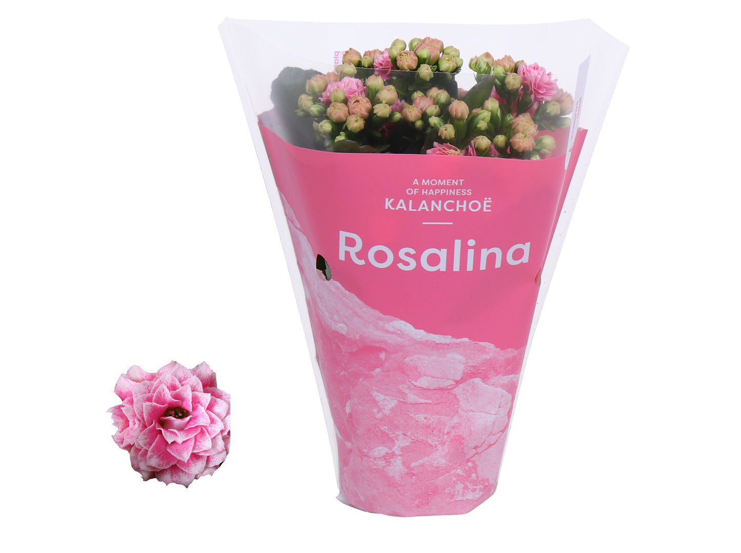 Kalanchoe Rosalina Don Alano 15cm 7cm Pot