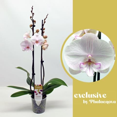 Phalaenopsis Hybrid 65cm 12cm Pot