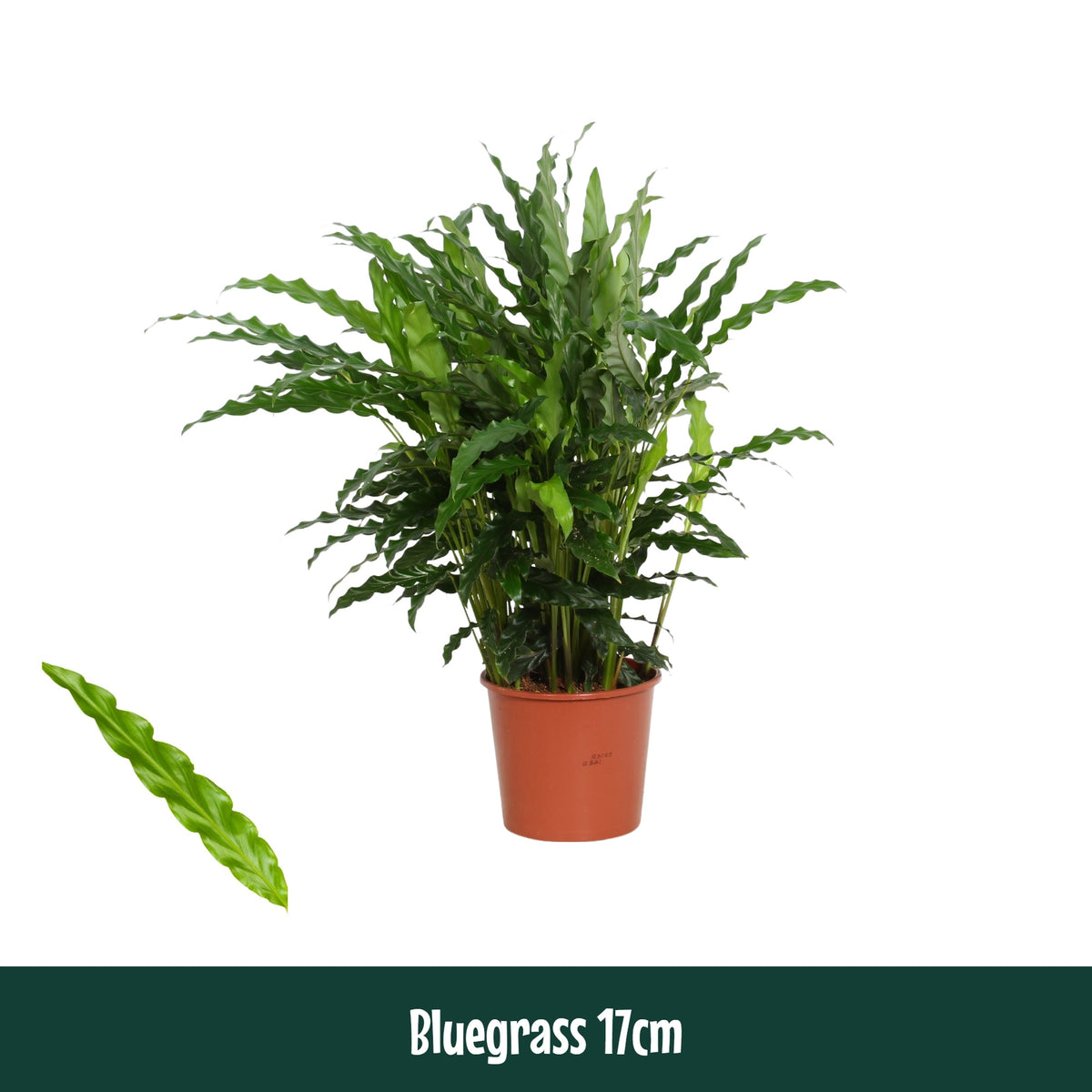 Calathea Blue Grass 65cm 17cm Pot