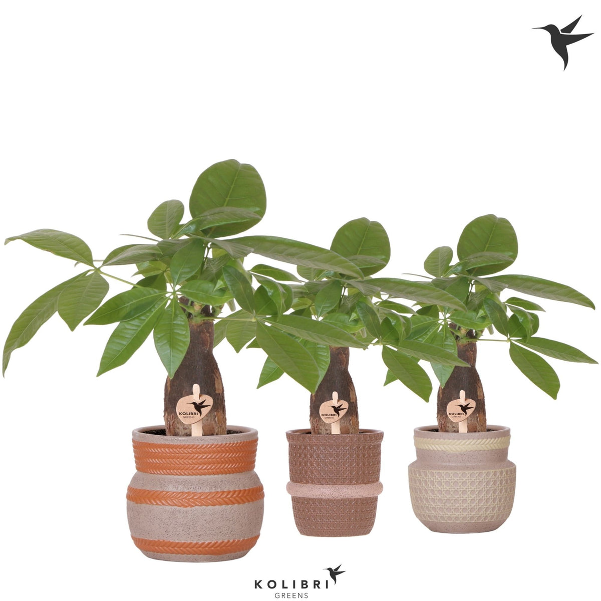 Pachira aquatica 32cm 9cm Pot