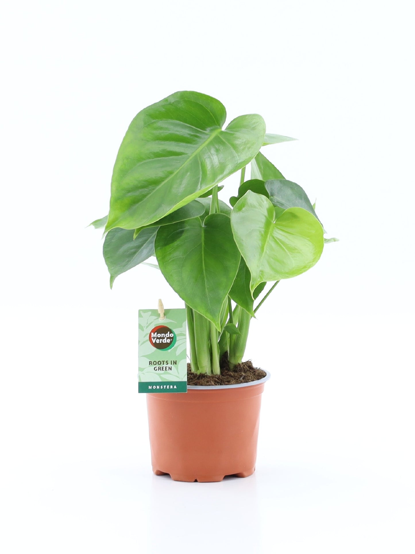 Monstera deliciosa 40cm 12cm Pot