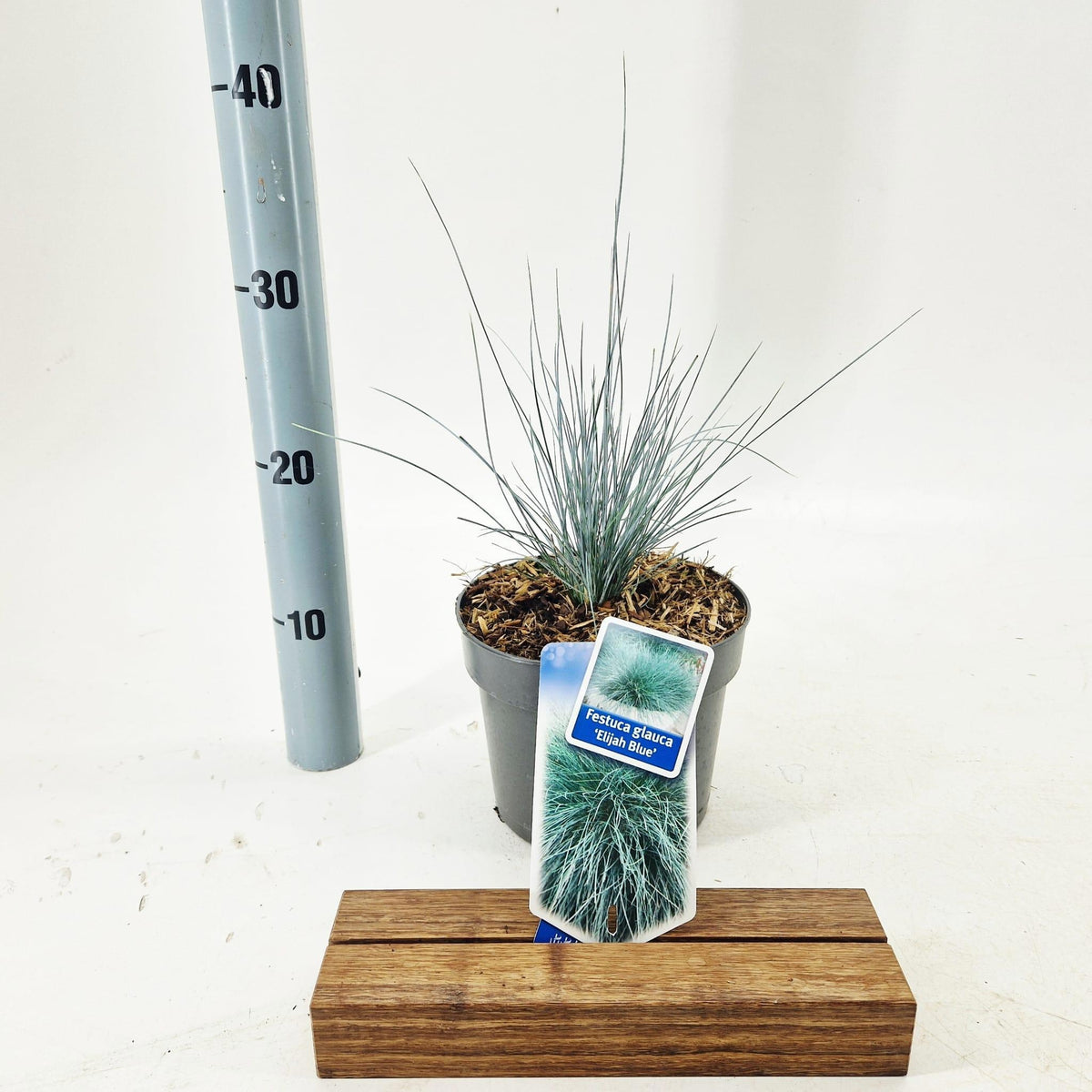 Festuca Elijah Blue 35cm 17cm Pot