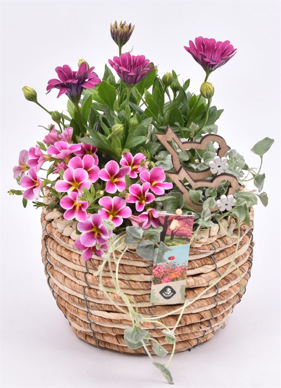 Outdoor arrangement 19cm Pot