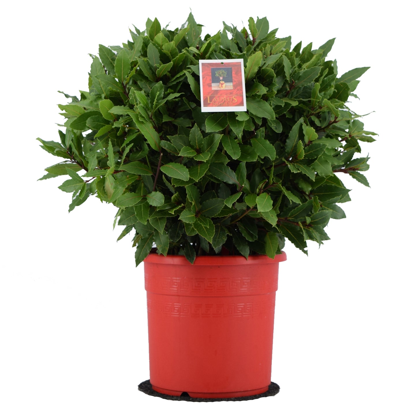Laurus nobilis 60cm 25cm Pot