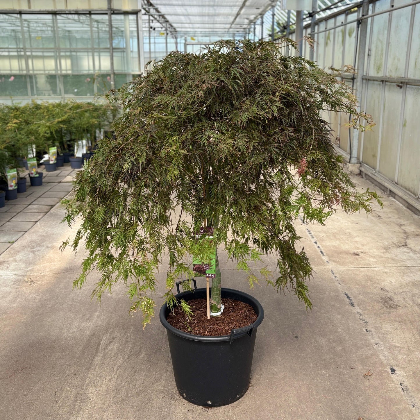 Acer palmatum 150cm 50cm Pot