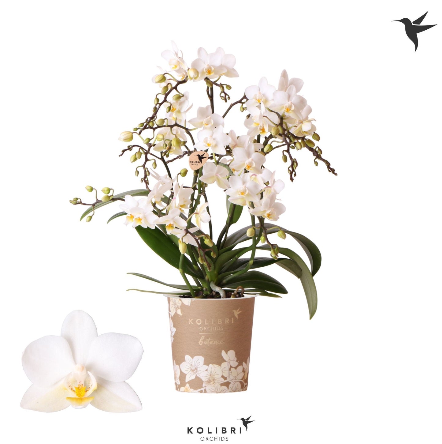 OK Plant Phalaenopsis mf. Botanic Pack of 12