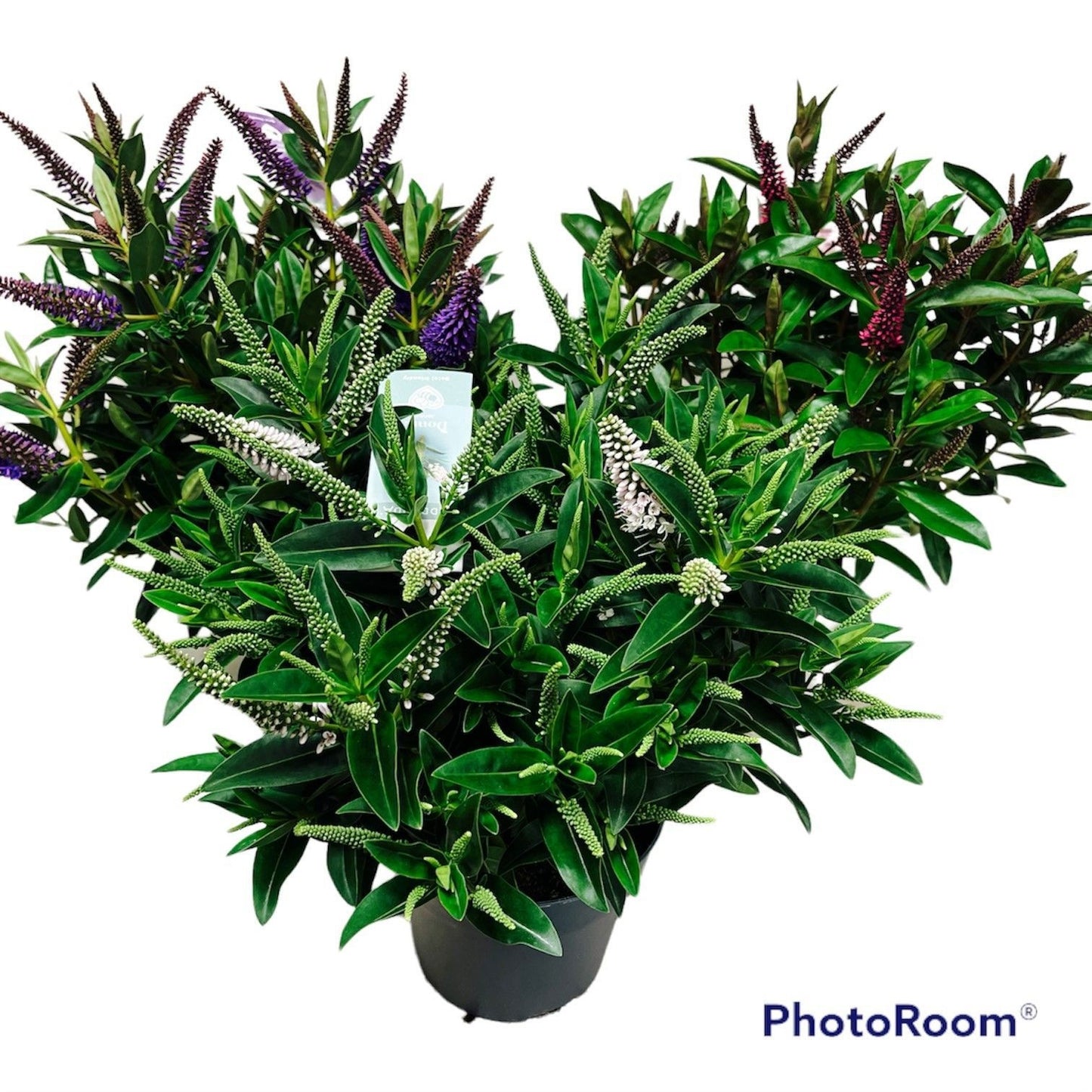 Hebe Addenda mix 45cm 17cm Pot