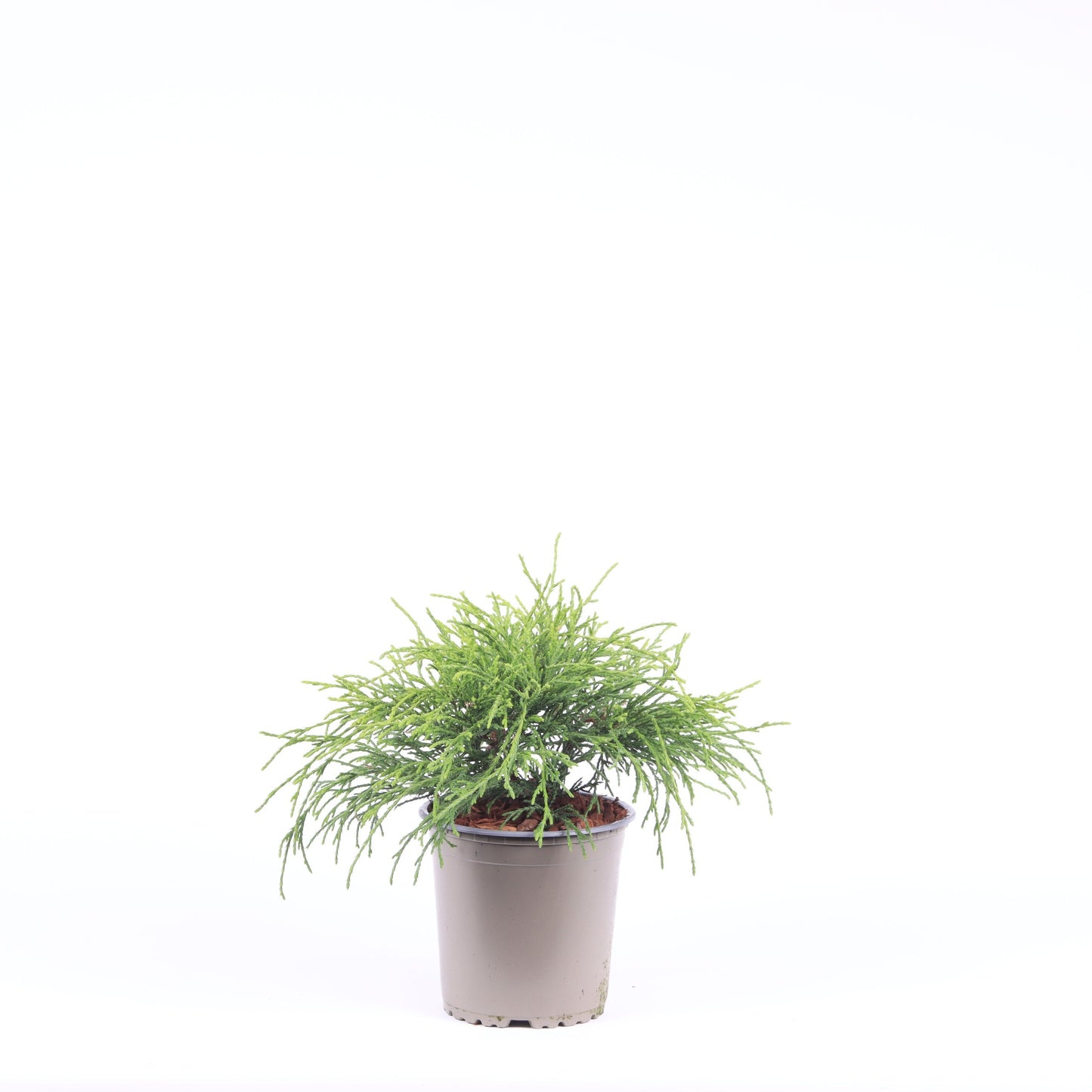 Chamaecyparis Sungold 25cm 13cm Pot