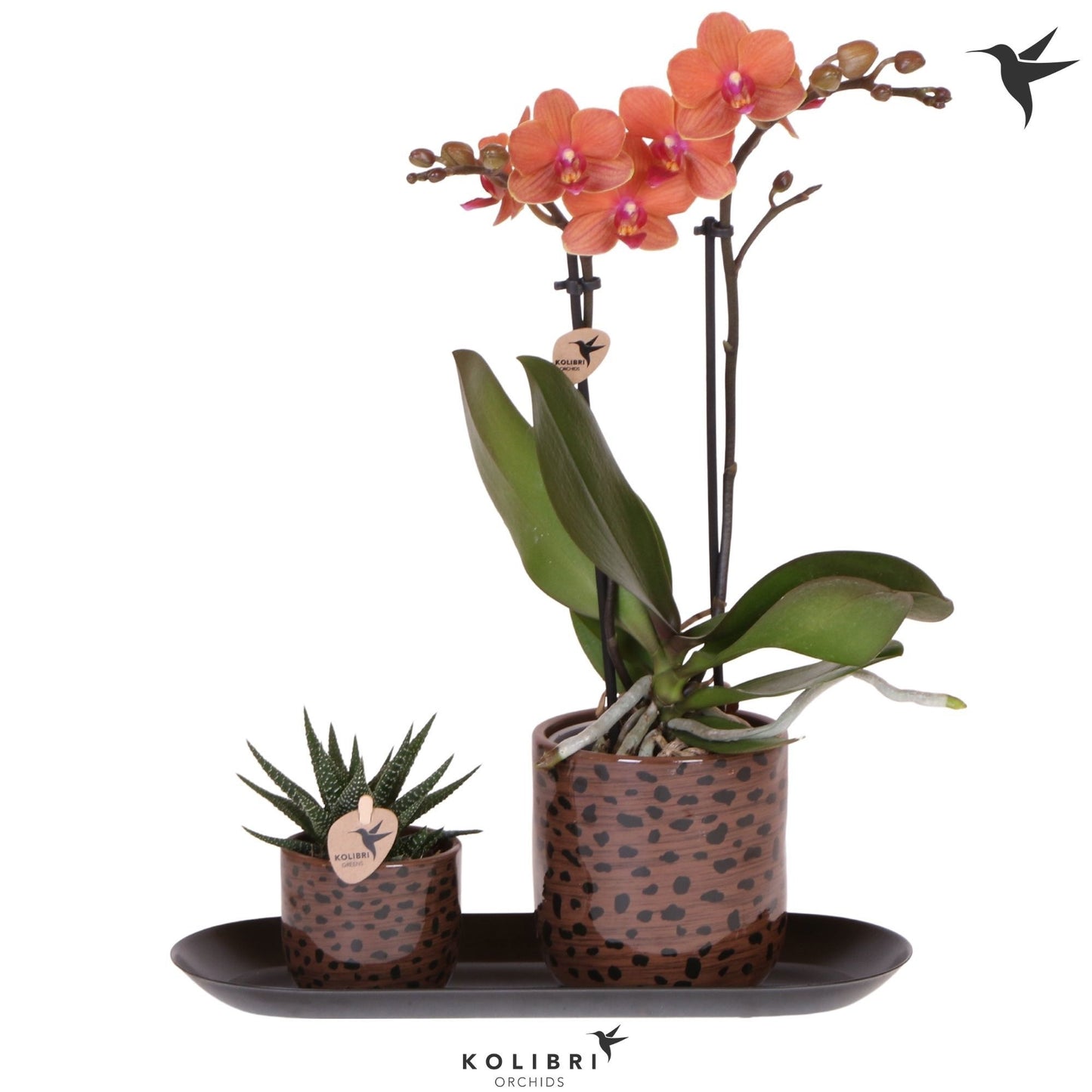 Kolibri Gift Set medium Leopard 40cm 18cm Pot