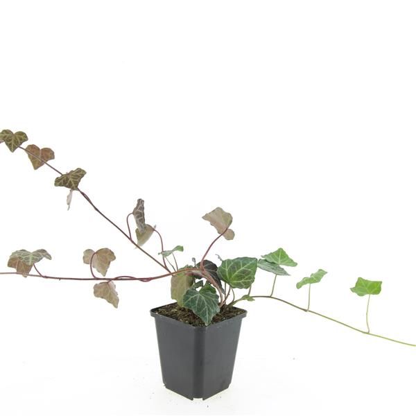 Hedera hel. Woerner 9cm Pot
