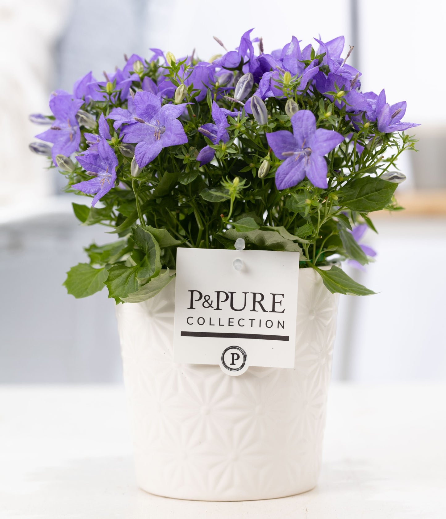 Campanula Napoli 22cm 13cm Pot