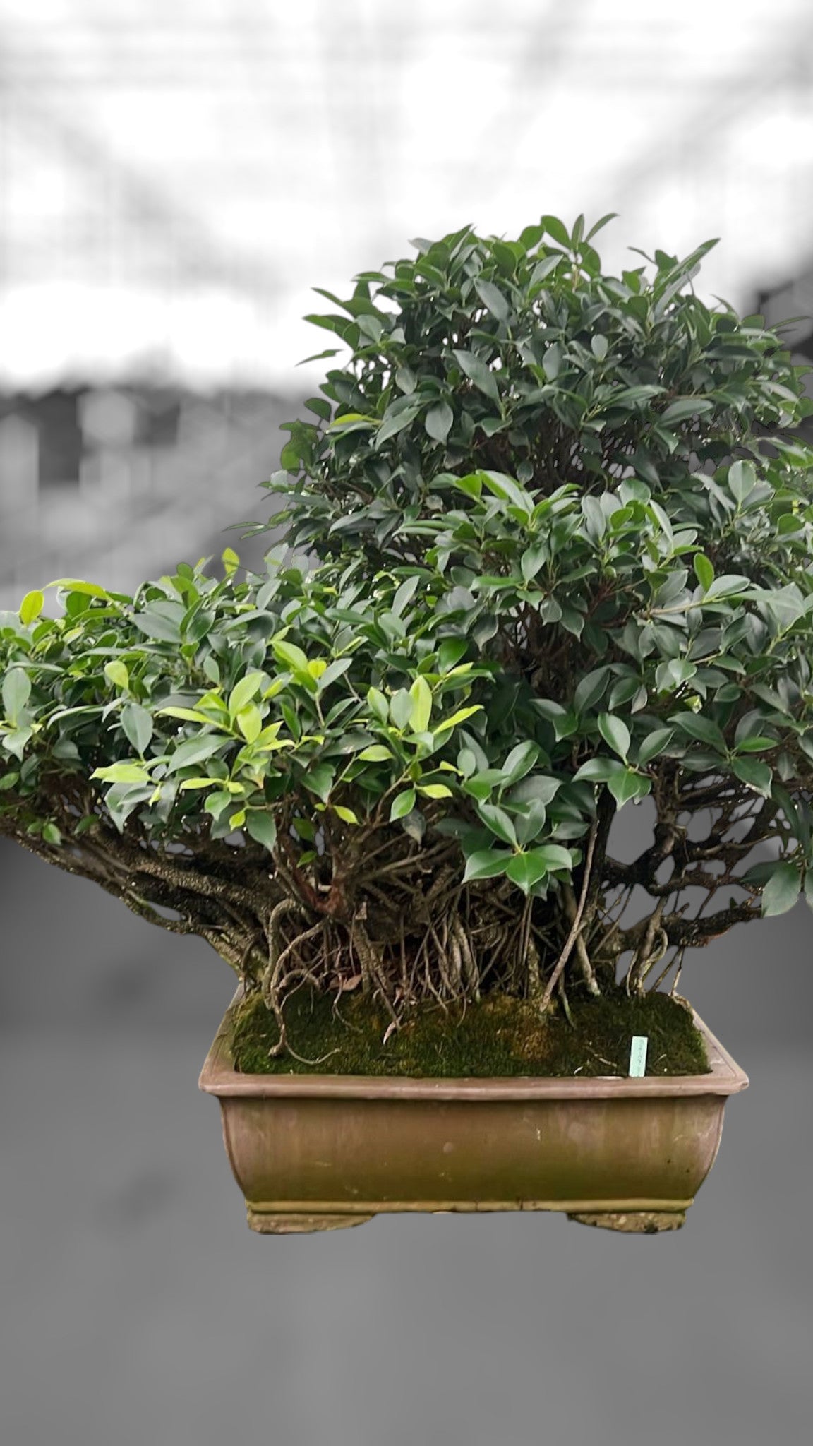 Bonsai Mix 95cm 50cm Pot